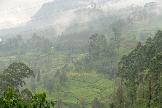 Brewing a greener cup: Sustainability in the tea industry - Chanui