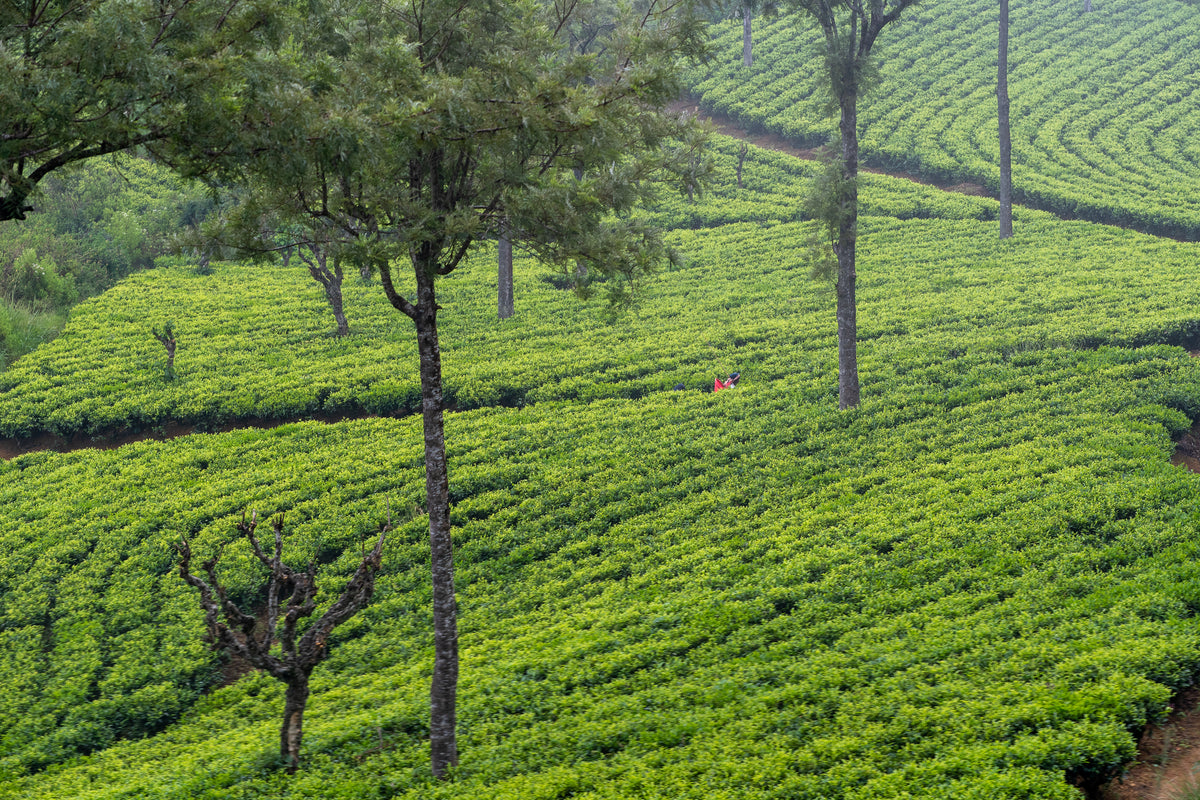 Chanui Tea Subscribe & Save | Receive Chanui Tea Monthly