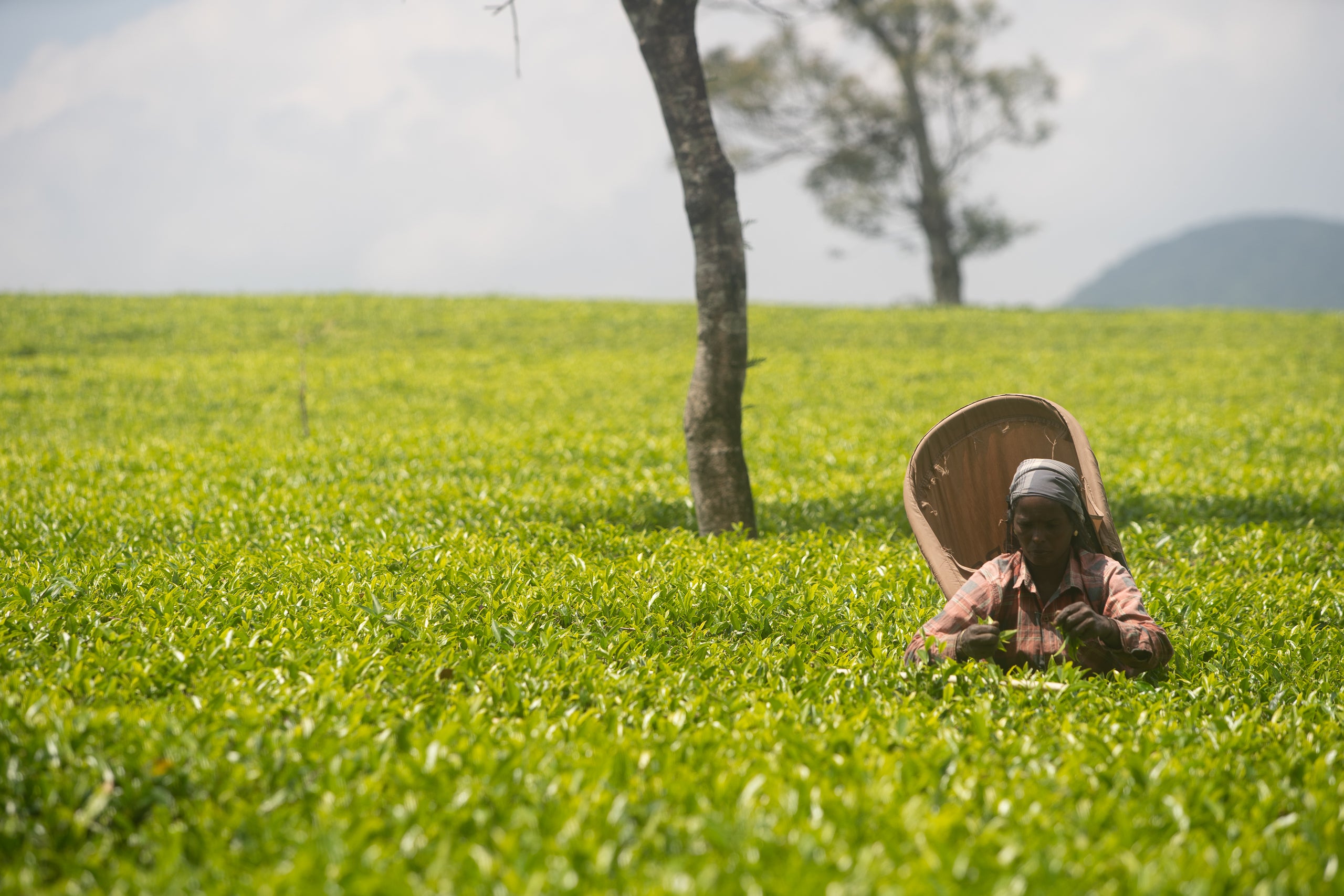 Harvesting tea leaves for Chanui herbal tea 