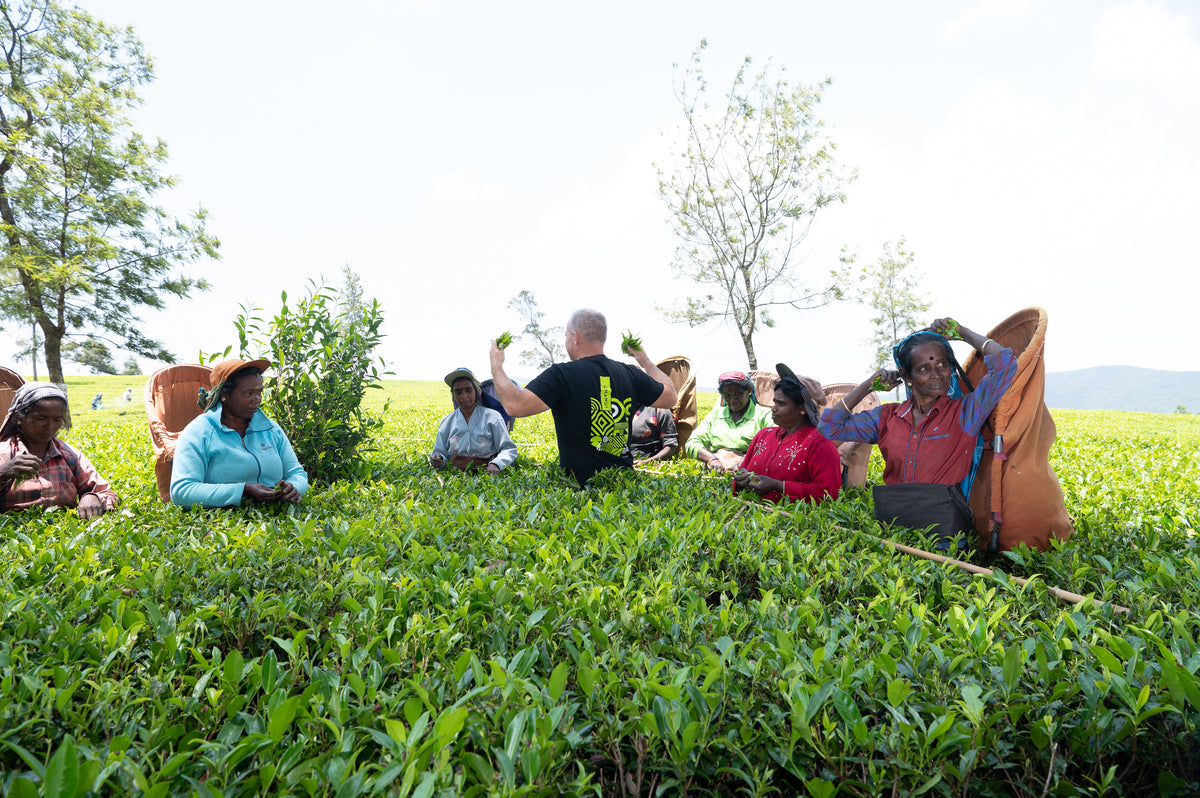 Chanui Tea The Chanui Story | New Zealand's Tea
